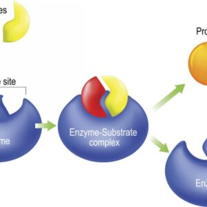 what is an enzyme and what do enzymes do