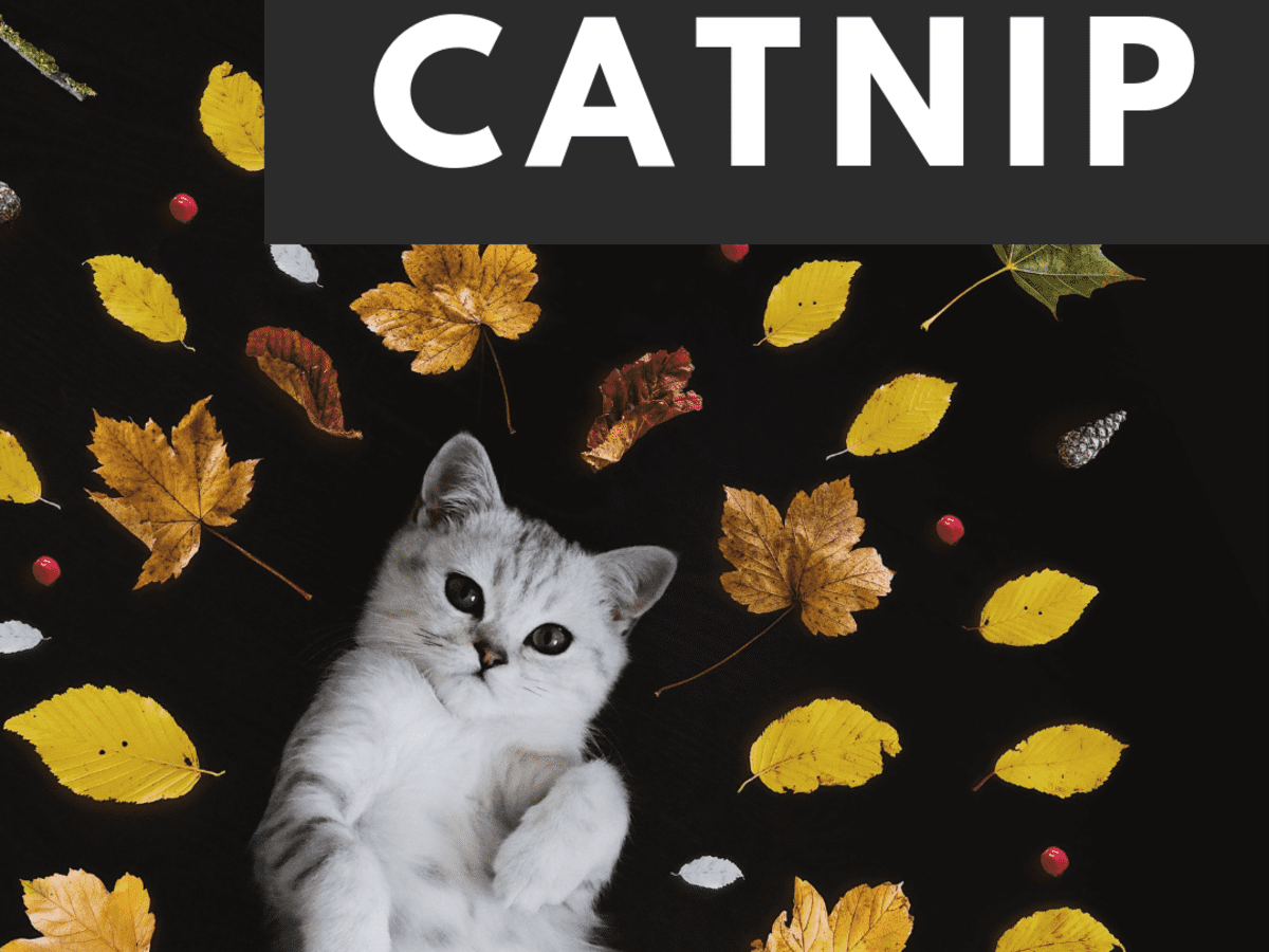 what is catnip why do cats like catnip and what are the effects of catnip on cats