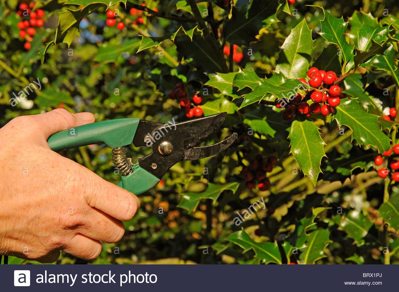 what is holly where does it come from and how did holly become associated with christmas