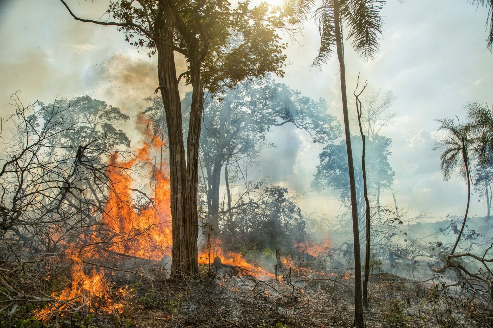 what is in animal dung that makes it flammable scaled