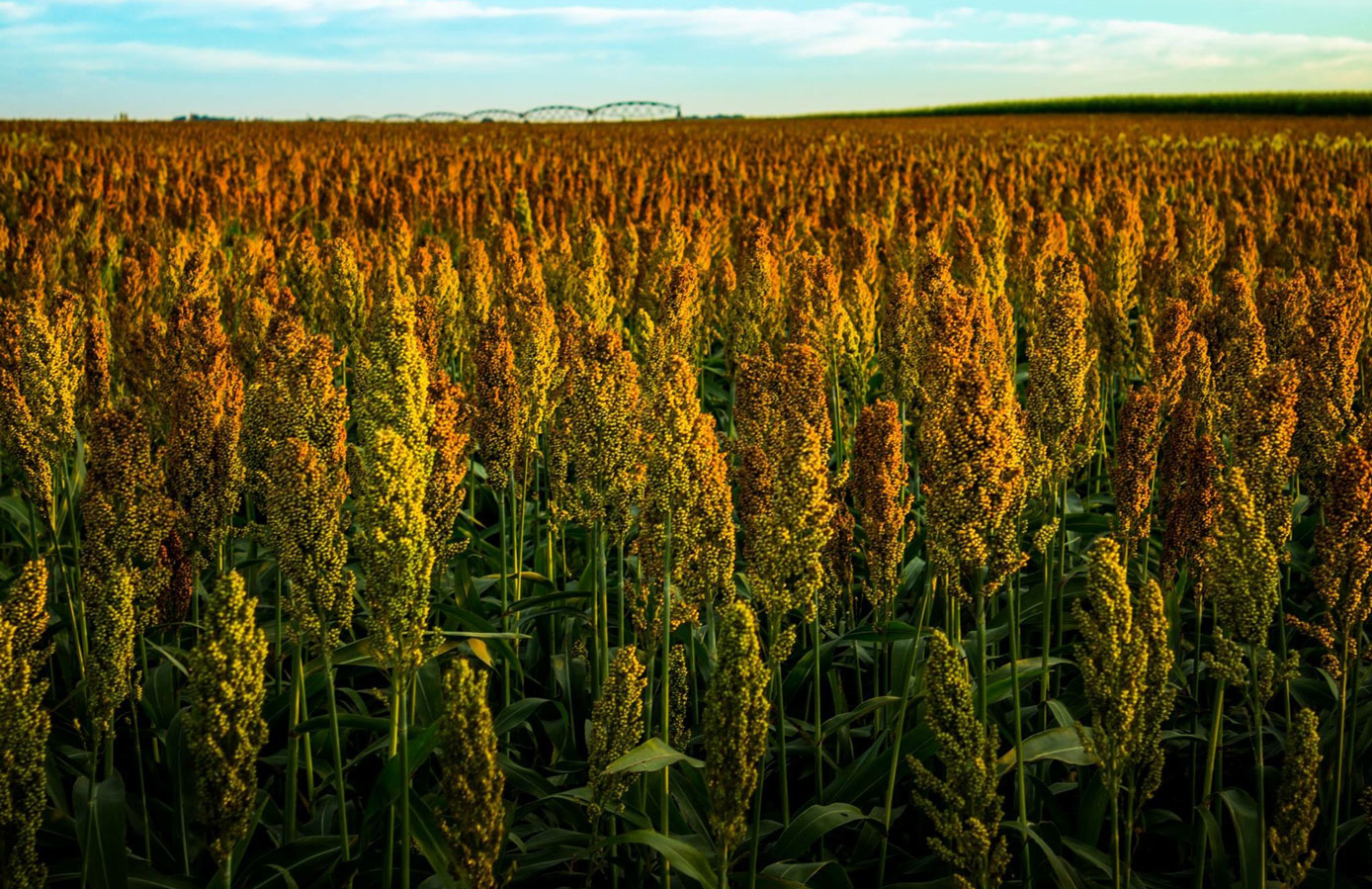 what is sorghum and where does sorghum come from