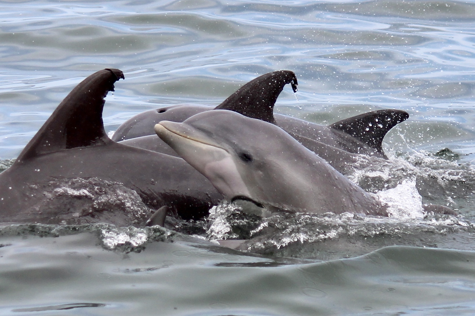 what is the difference between a dolphin and a porpoise