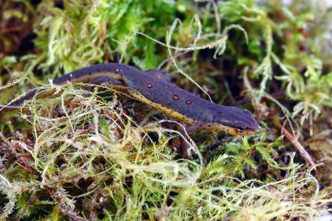 what is the difference between a newt and a salamander