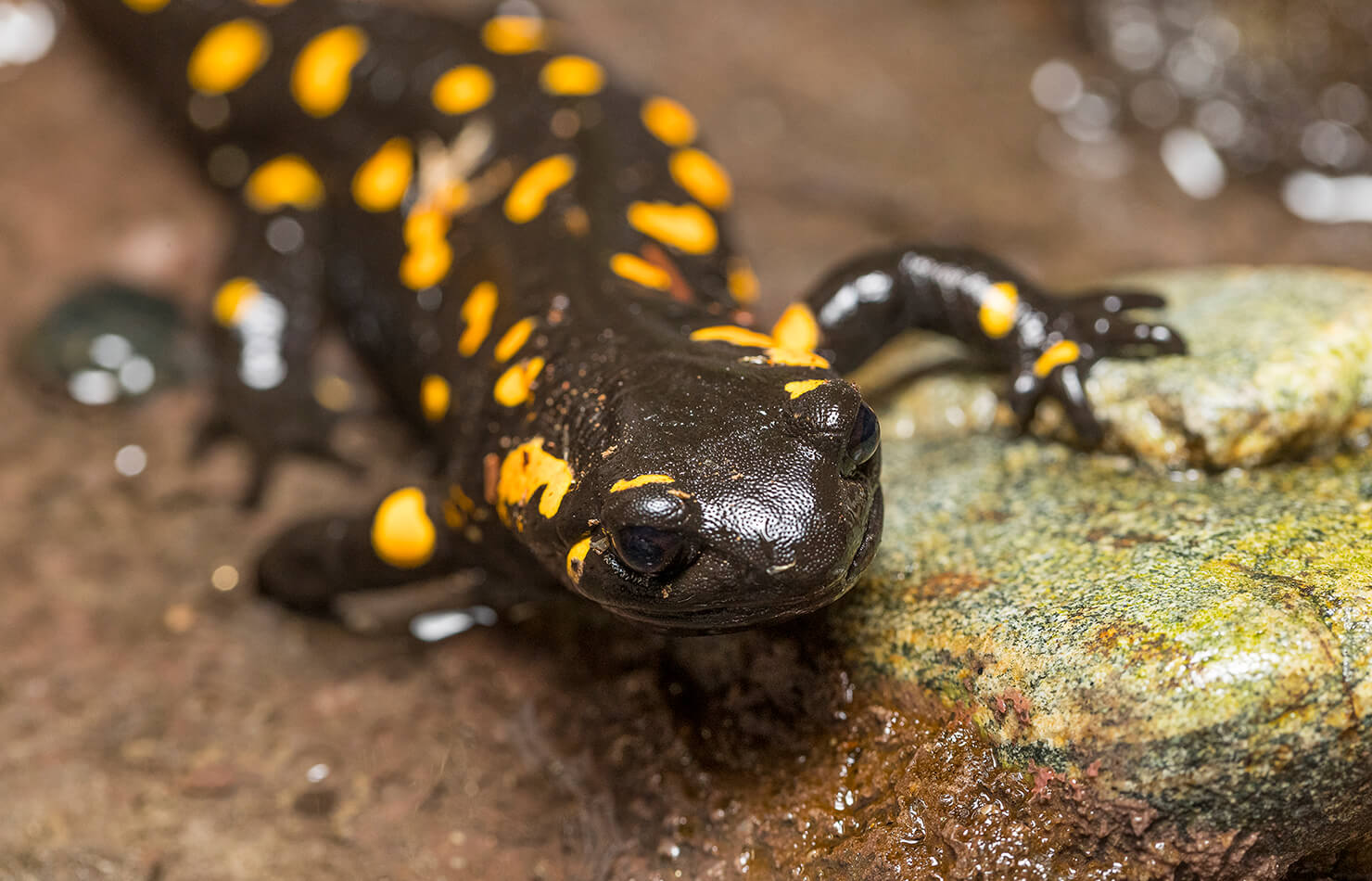what is the difference between a salamander and a newt and how can you tell them apart