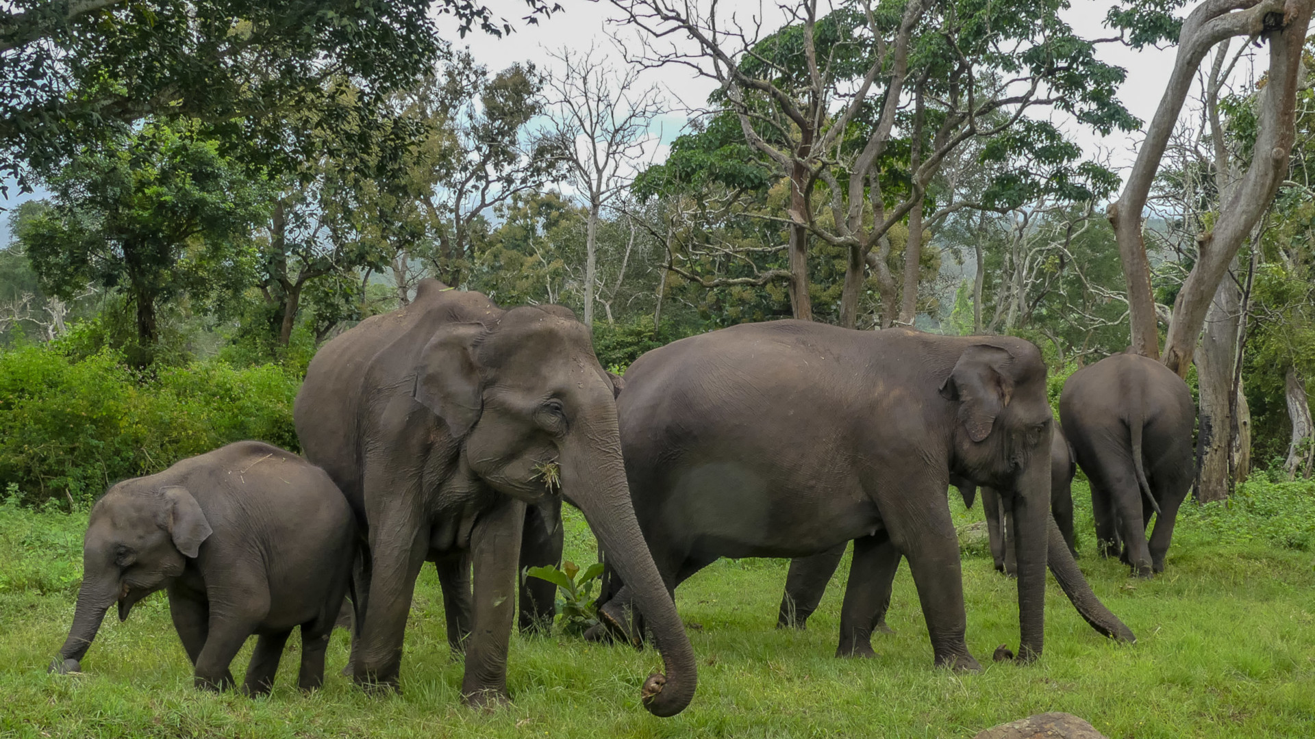 what is the difference between asian elephants and african elephants and which elephant is larger