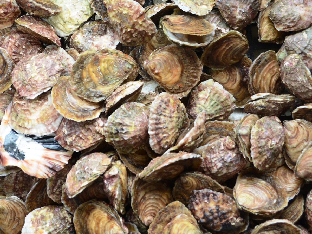 what is the difference between clam and oyster shells and shrimp and crab shells