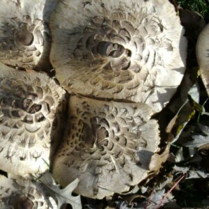 what is the difference between mushrooms and toadstools and are all mushrooms toadstools