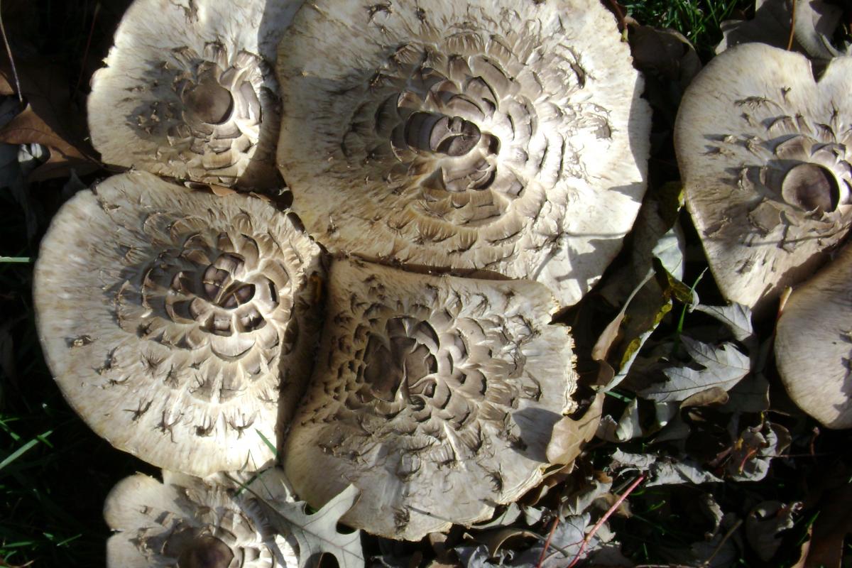 what is the difference between mushrooms and toadstools and are all mushrooms toadstools