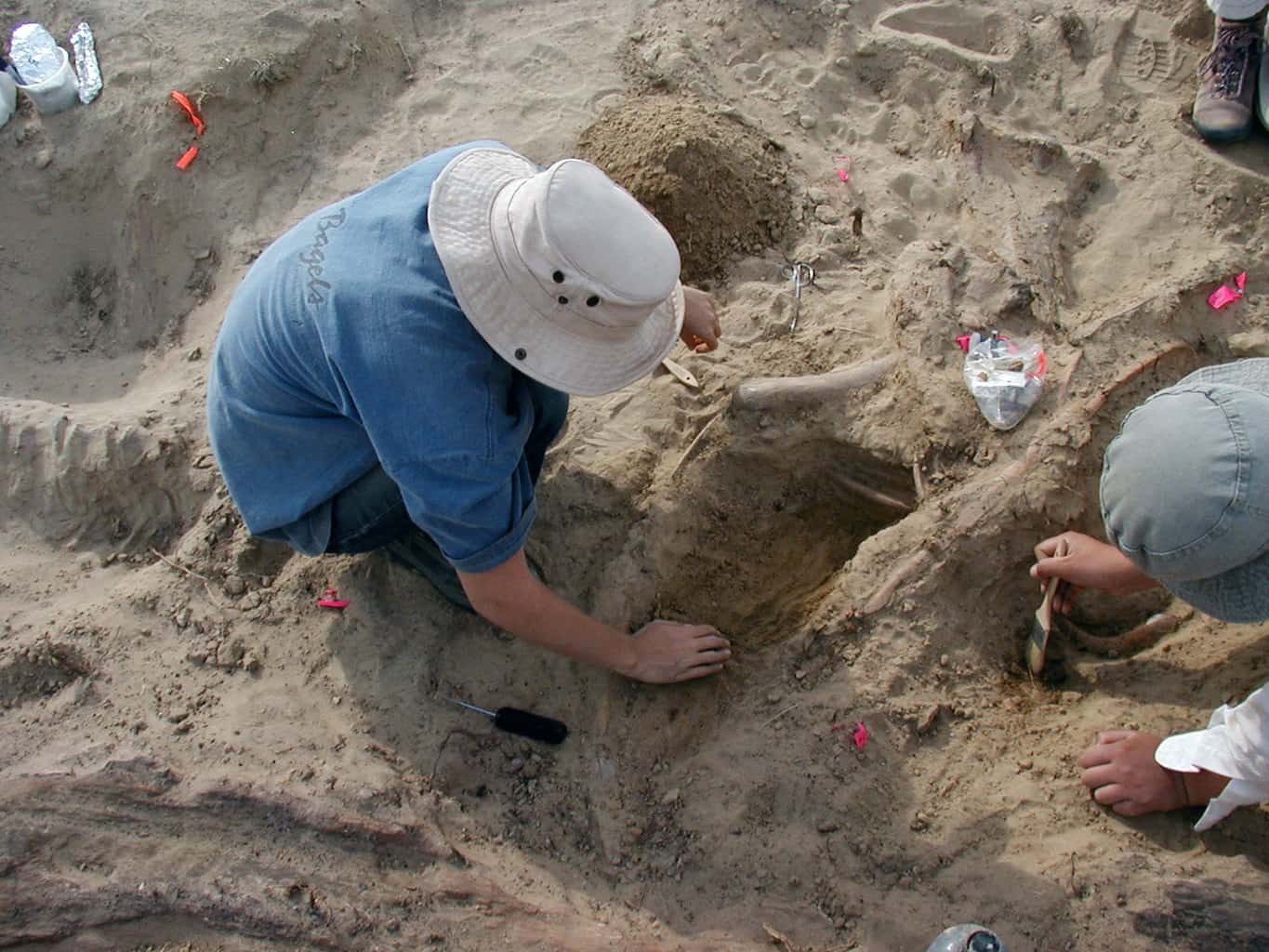 what is the difference between paleontology archaeology and anthropology and why