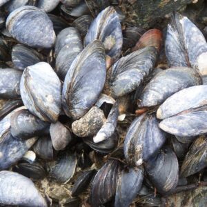 what is the difference between wild mussels and farm raised mussels scaled