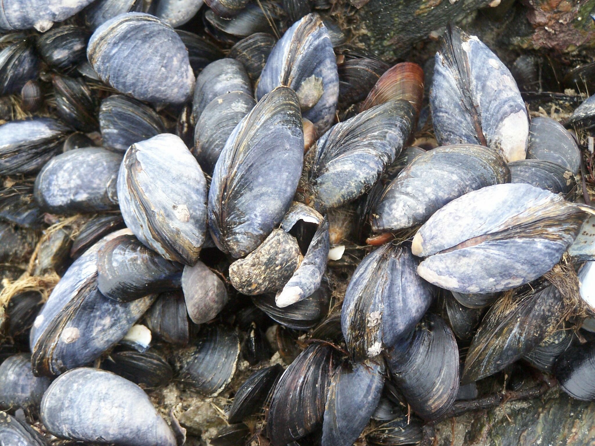 what is the difference between wild mussels and farm raised mussels scaled
