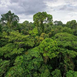 what is the largest forest in the world