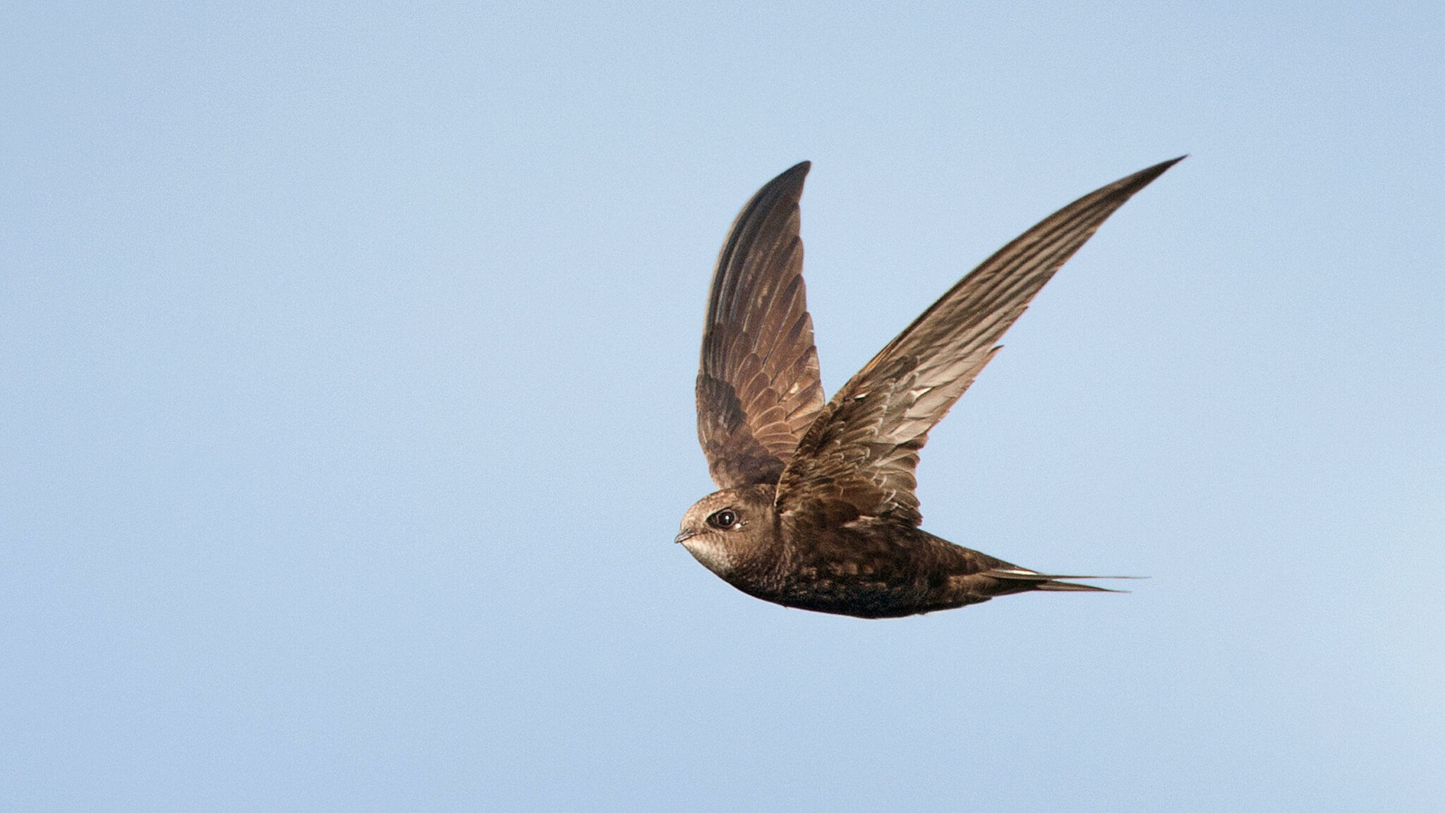 what is the longest living bird species in the world and how long do birds live for