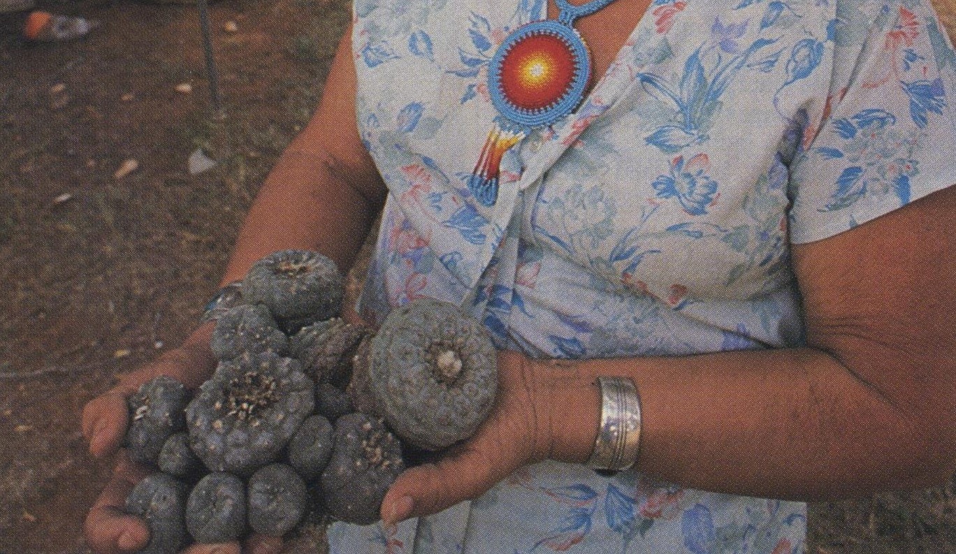 what is the native american church and why do some people eat peyote from a cactus