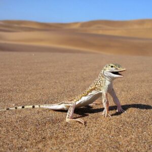 what is the oldest desert in the world and what makes the namib desert in namibia so unusual