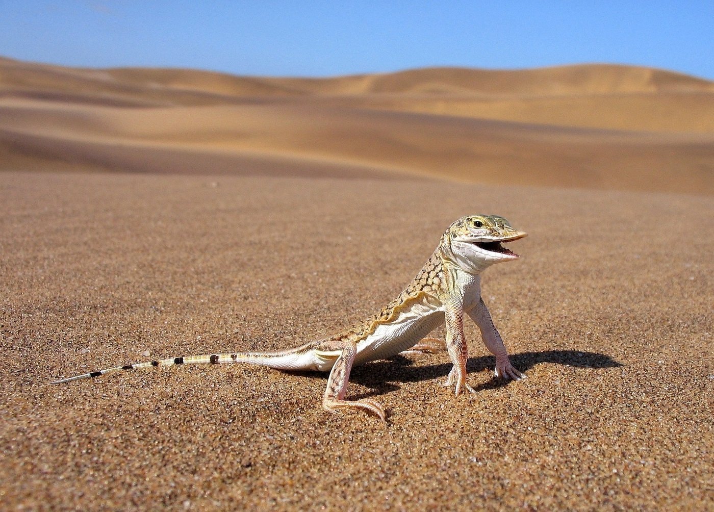 what is the oldest desert in the world and what makes the namib desert in namibia so unusual