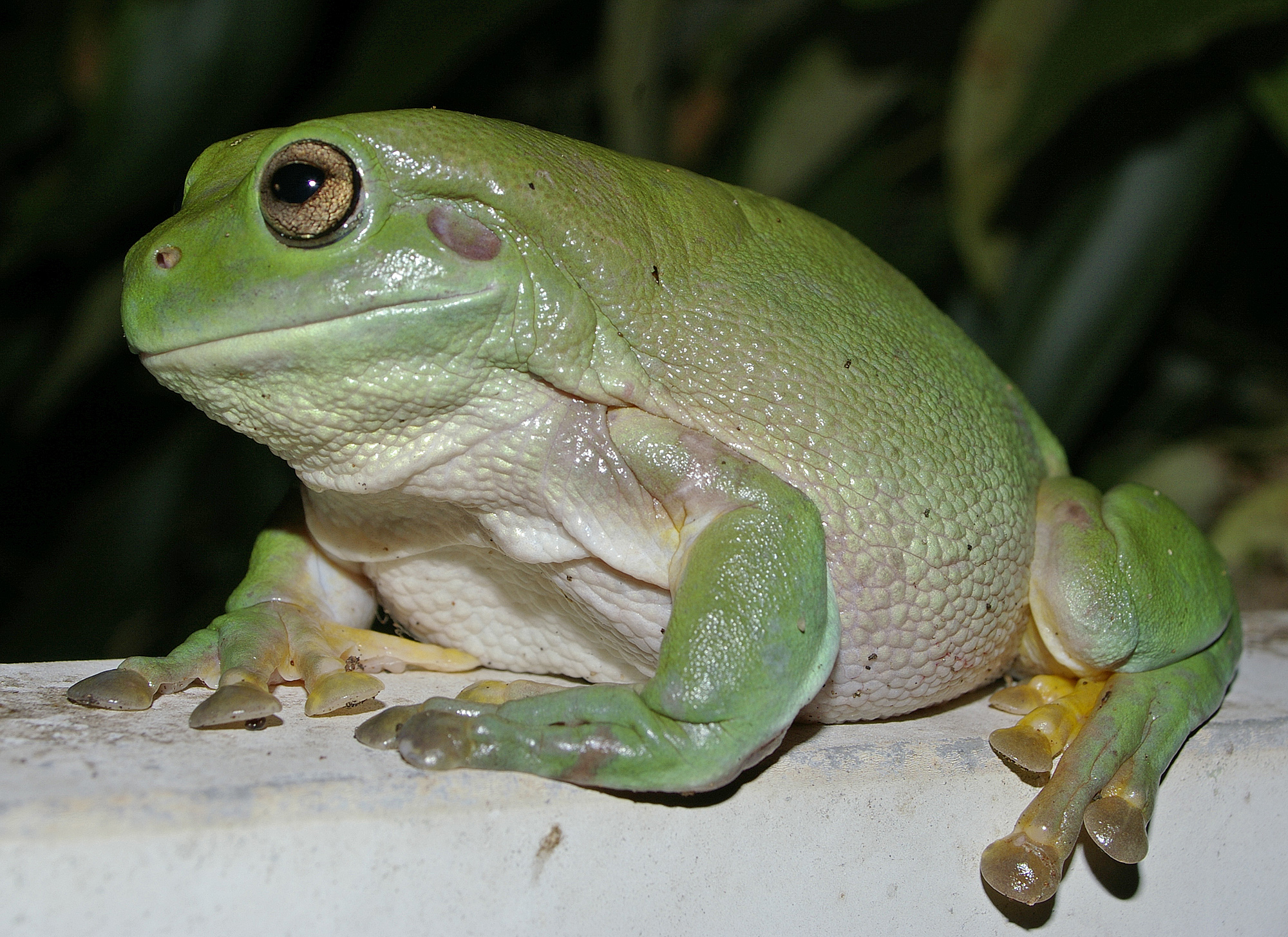 what is the sticky stuff on a frogs tongue and how does it help catch prey