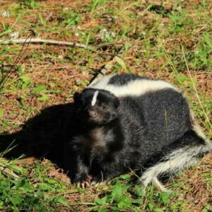 what makes a skunks musk or spray smell so bad and why does washing make it worse