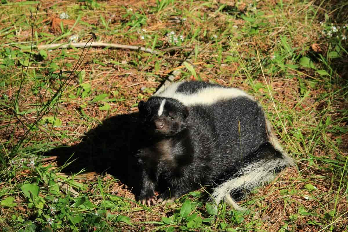 what makes a skunks musk or spray smell so bad and why does washing make it worse