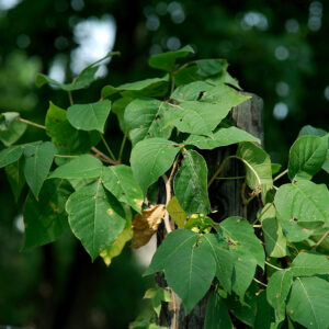 what makes poison ivy poisonous and how does urushiol irritate the skin and cause an itchy rash
