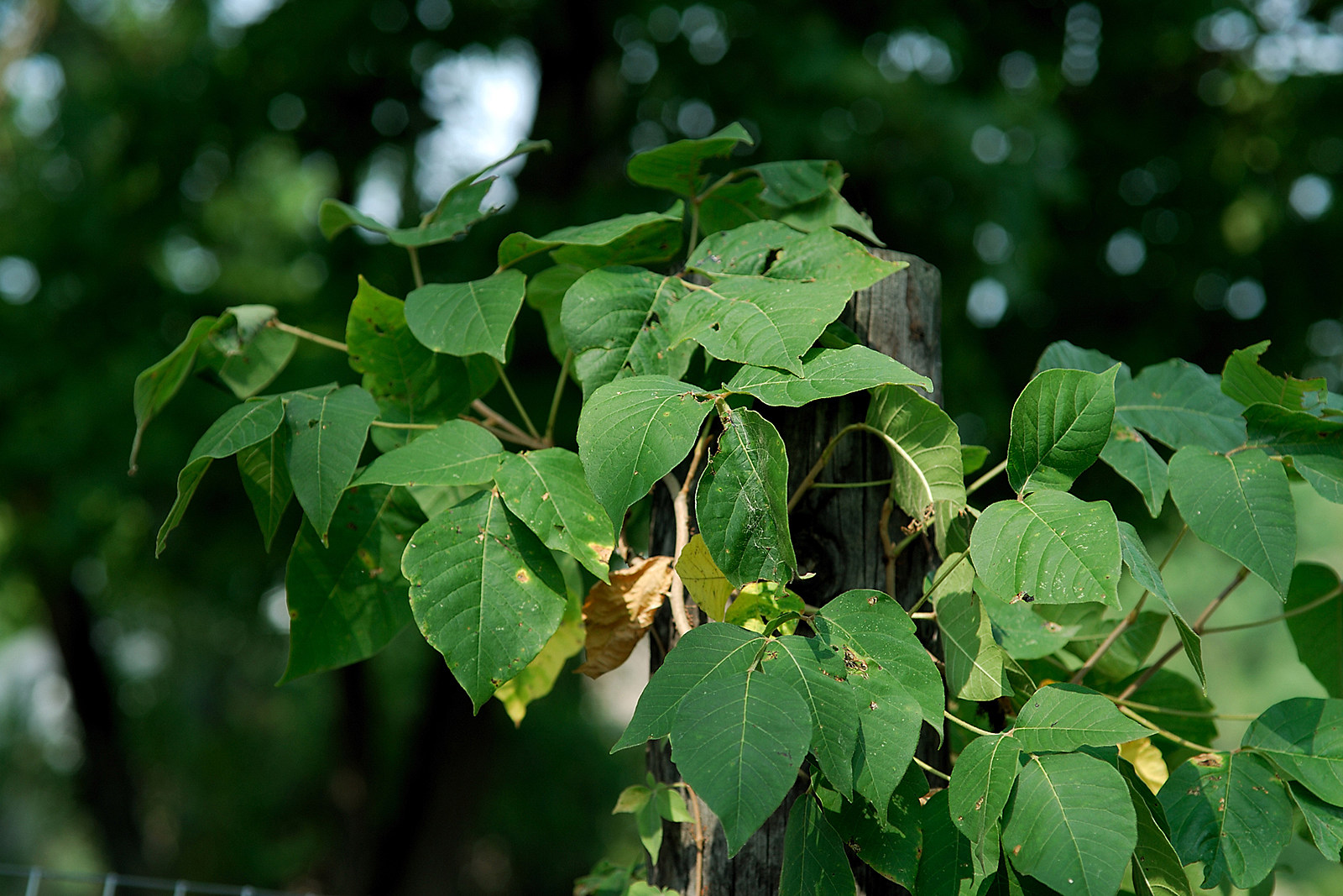 what makes poison ivy poisonous and how does urushiol irritate the skin and cause an itchy rash