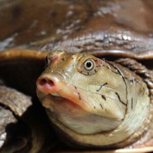 what makes the stinkpot turtle smell so bad and how did it get its name
