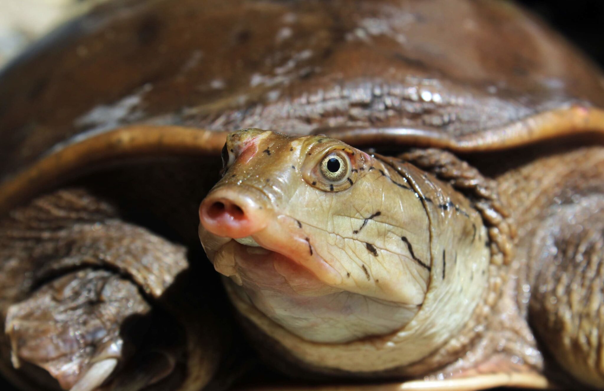 what makes the stinkpot turtle smell so bad and how did it get its name
