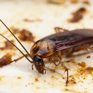 what types of diseases germs and bacteria do cockroaches carry and spread