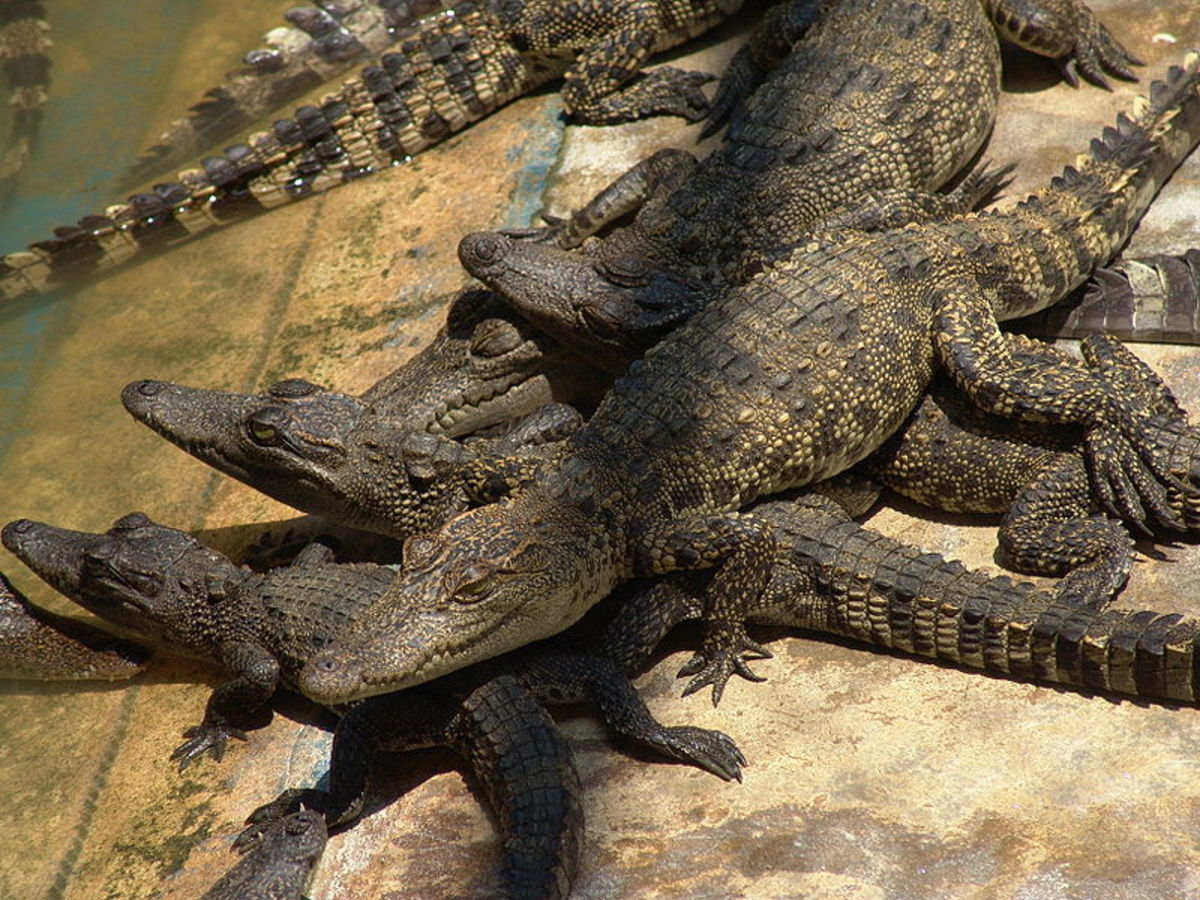 what was the biggest crocodile ever caught