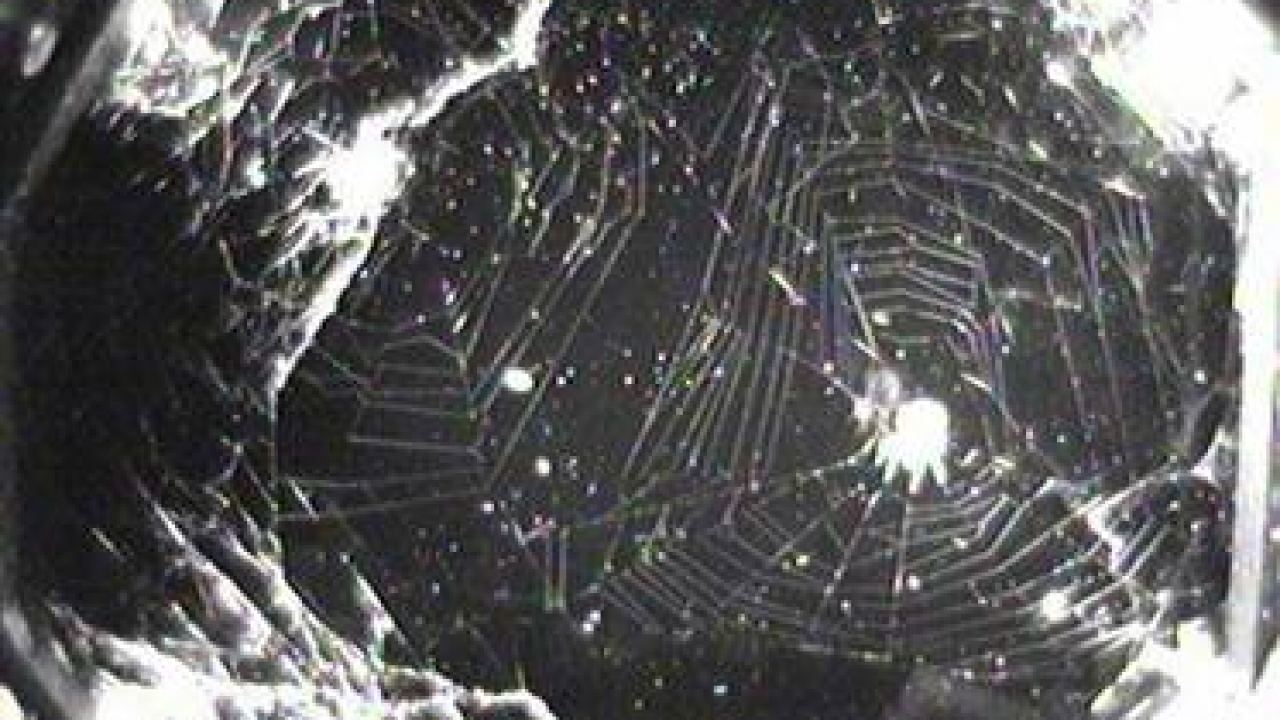 what were the first spiders sent into space and can spiders spin webs in zero gravity in space