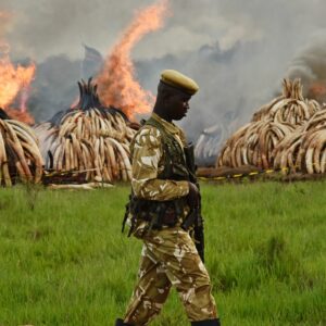when did hunting wild animals in kenya become illegal and how did kenya get its name scaled