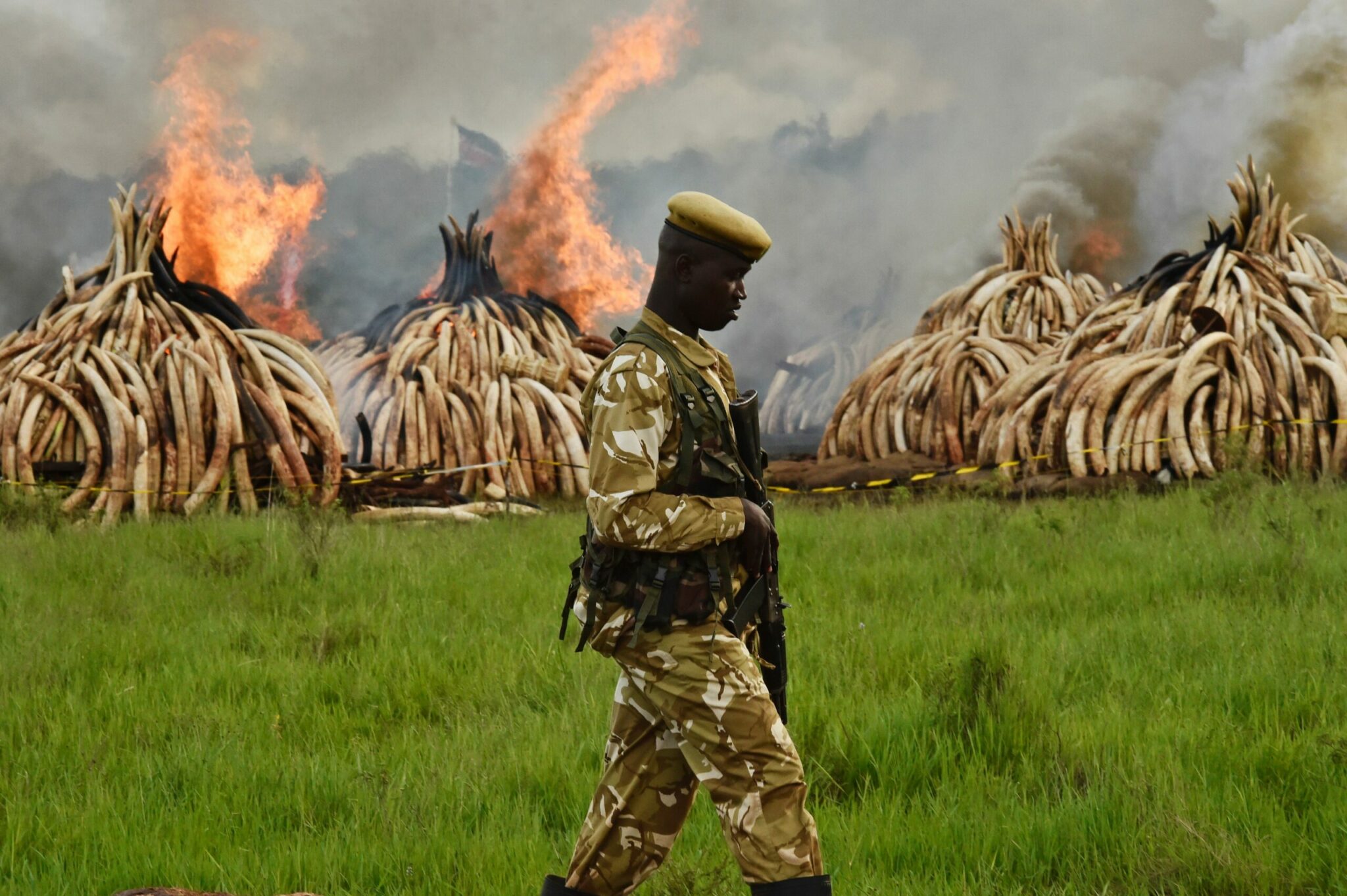 when did hunting wild animals in kenya become illegal and how did kenya get its name scaled
