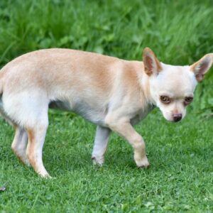 where did the chihuahua come from and why would anyone breed such a ridiculously small dog