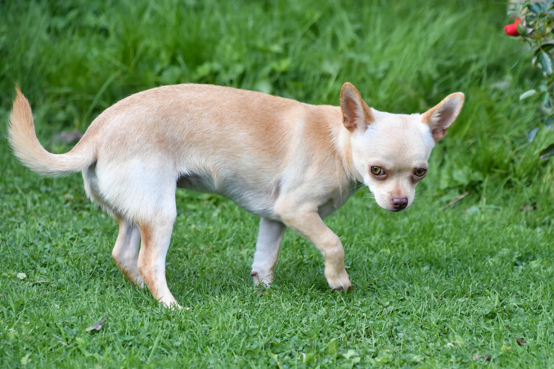 where did the chihuahua come from and why would anyone breed such a ridiculously small dog