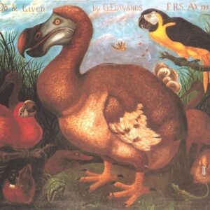 where did the dodo come from and how did scientists know that the dodo was extinct