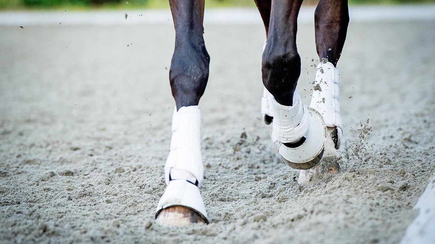 where dies the term fetlock come from and what does fetlock mean