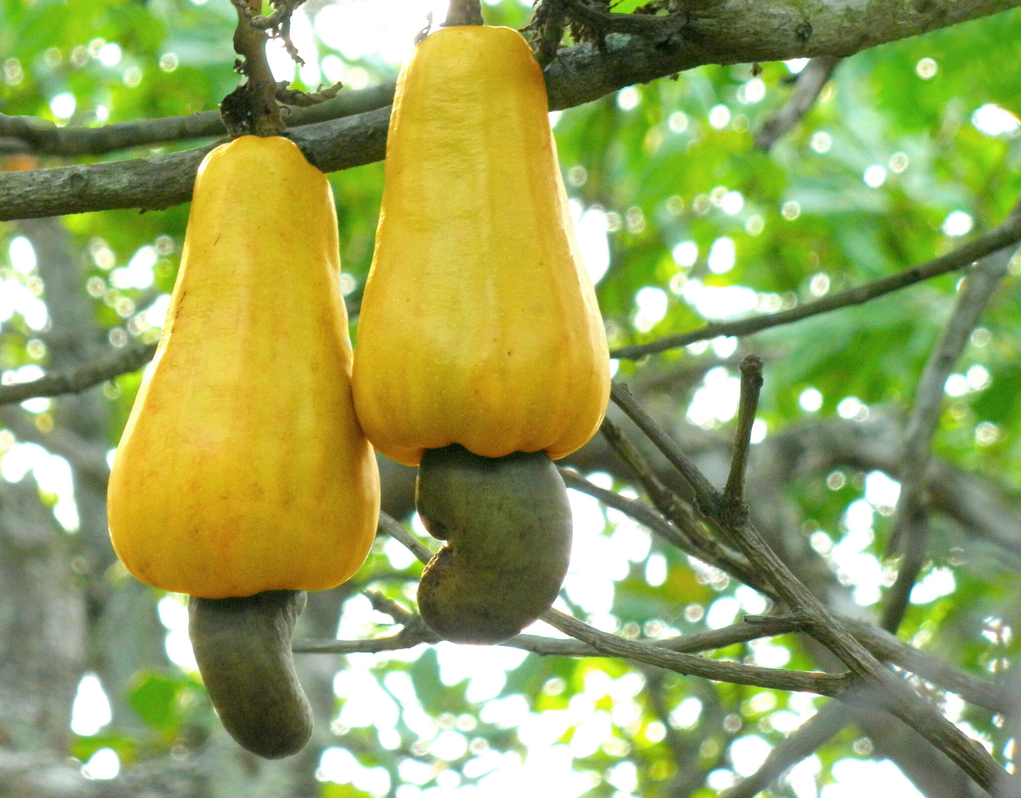 where do cashew nuts come from and why are raw cashew nuts poisonous
