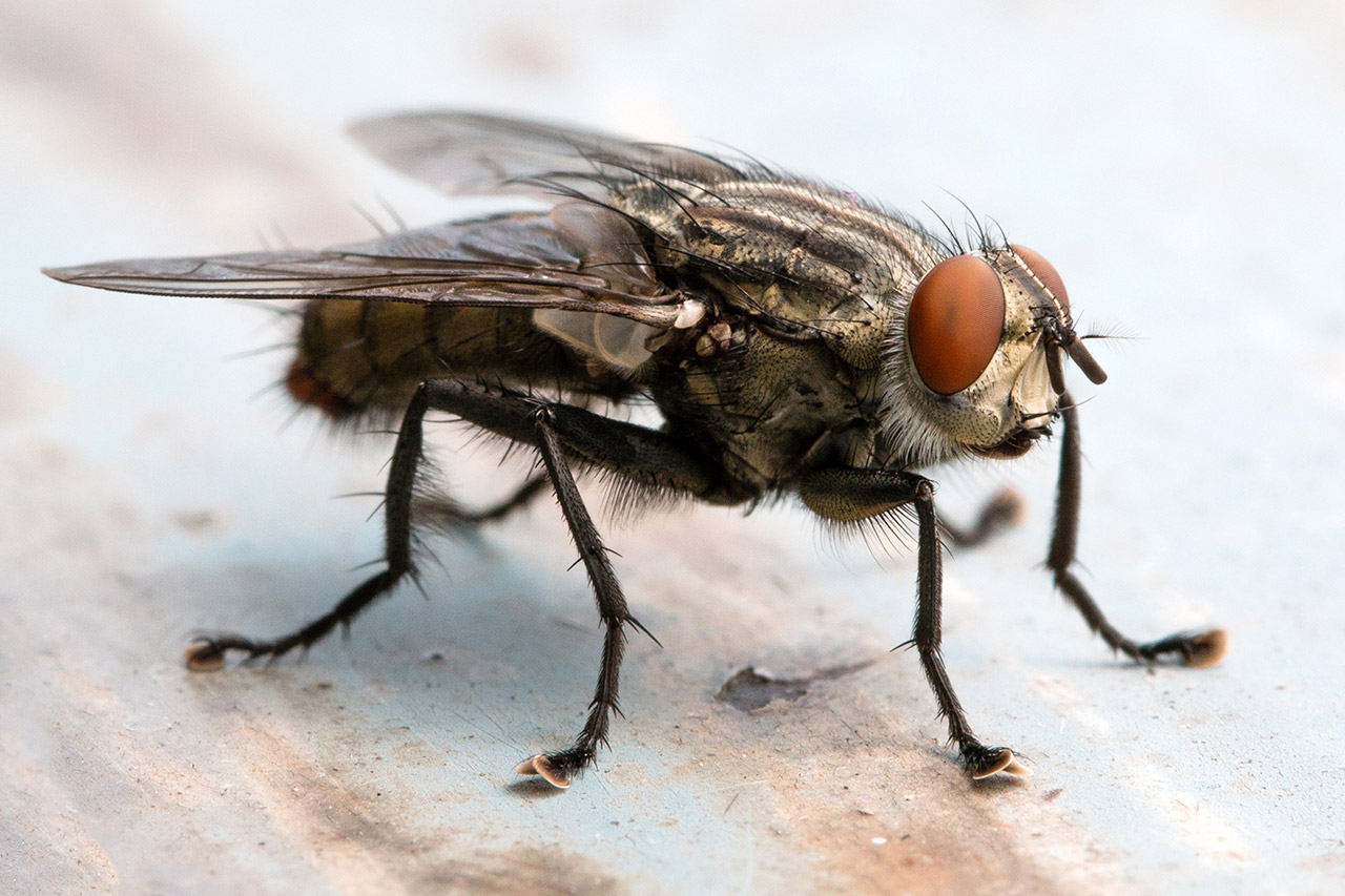 where do flies and mosquitoes go in the winter and where do large houseflies come from