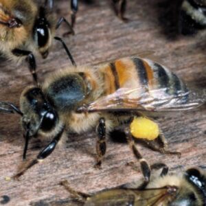 where do killer bees come from and why are killer bees more poisonous than regular bees