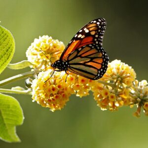 where do monarch butterflies migrate to every year and how did the monarch butterfly get its name