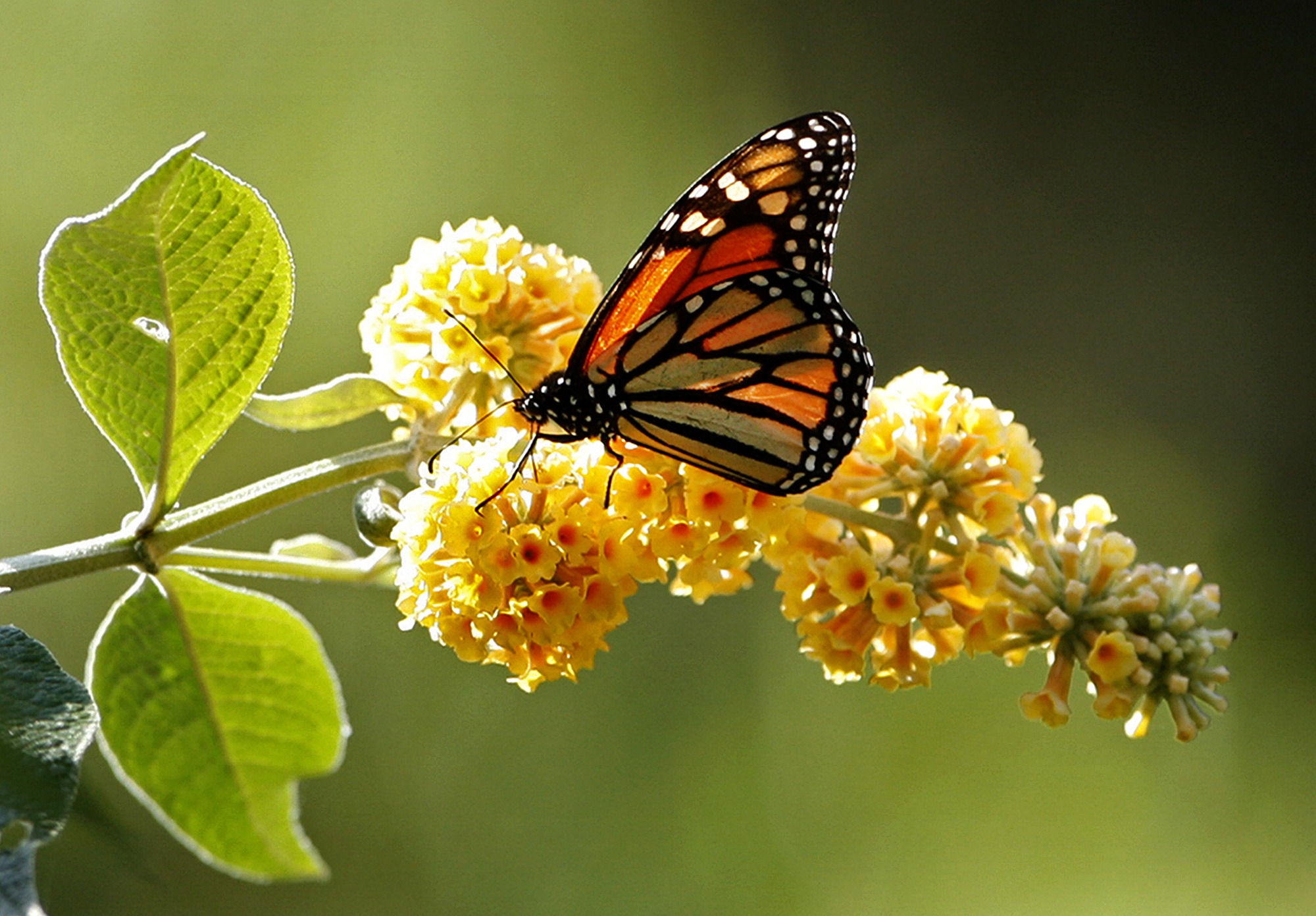 where do monarch butterflies migrate to every year and how did the monarch butterfly get its name