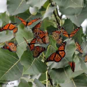 where do monarch butterflies migrate to in september