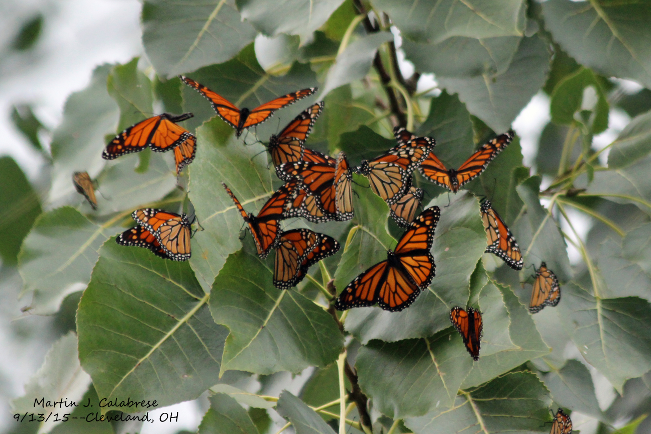 where do monarch butterflies migrate to in september