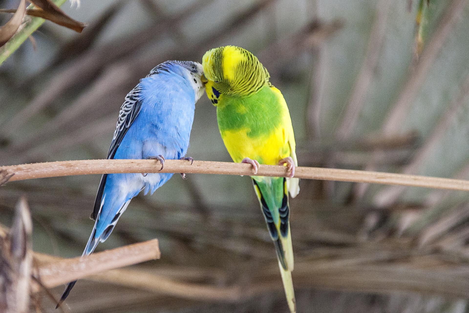 where do parakeets come from