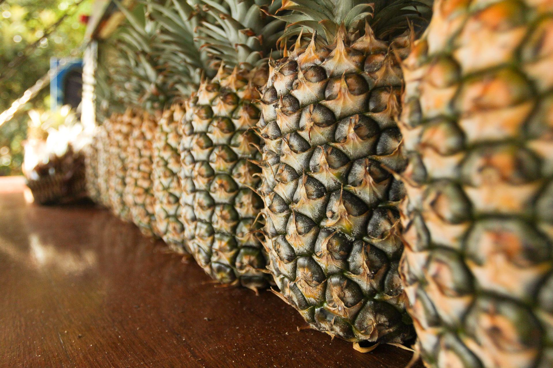 where do pineapples come from and why does the pineapple fruit have spiny leaves on the outside