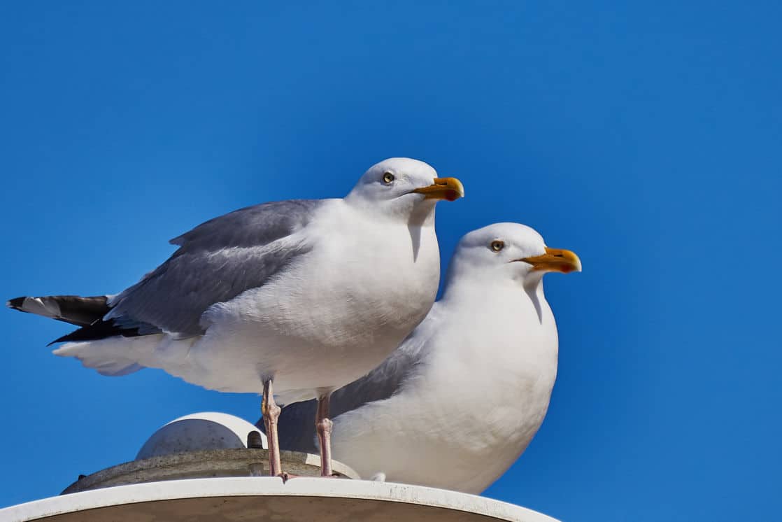 where do sea gulls live and why are sea gulls found so far inland when they are coastal birds