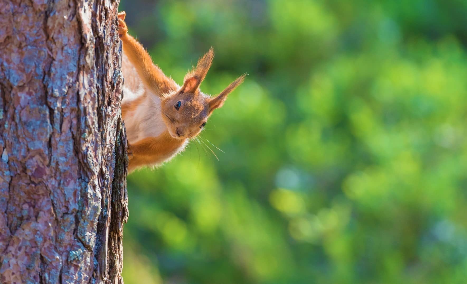 where do squirrels build their nests and do tree squirrels hibernate in their nests