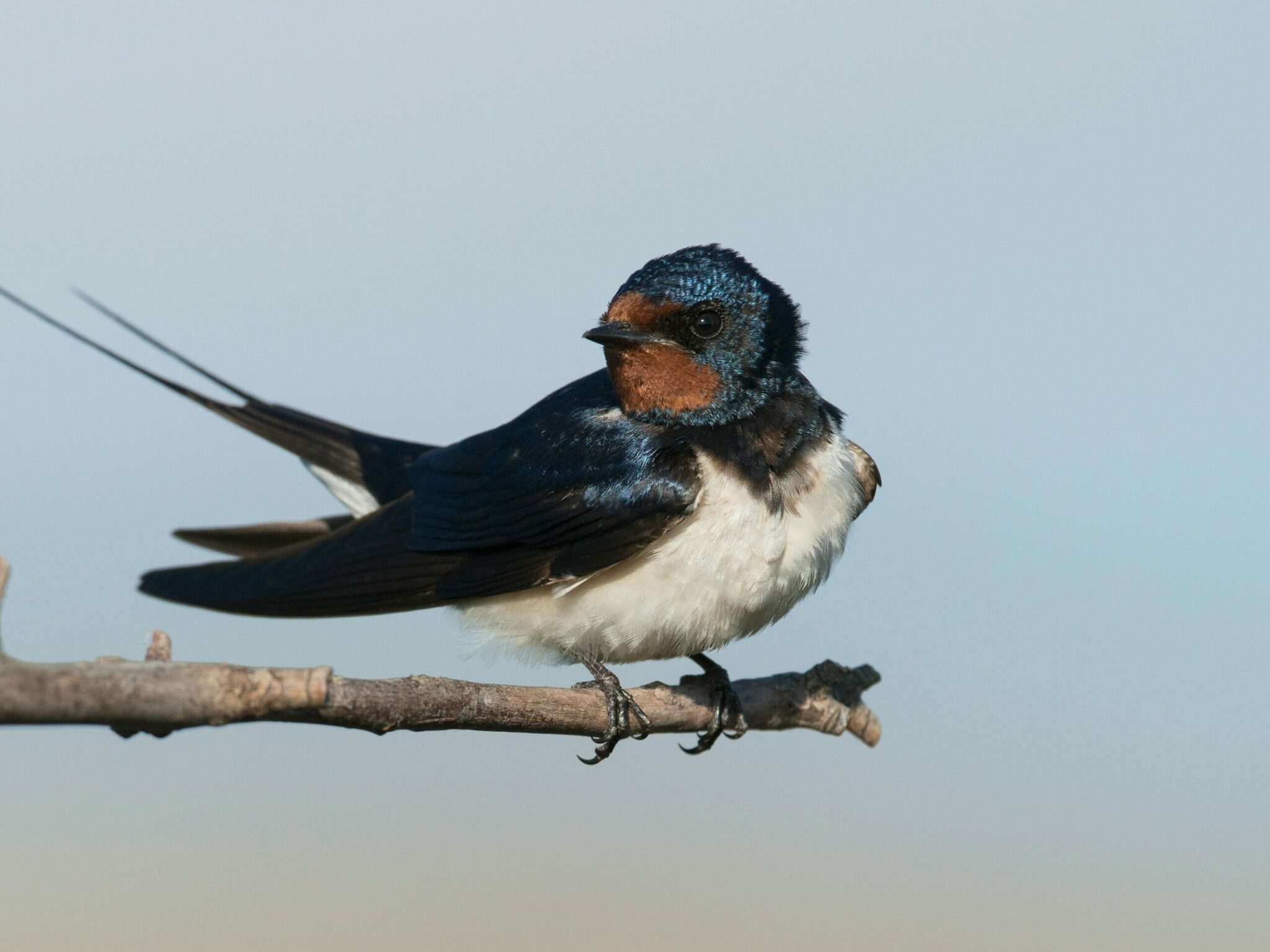where do swallows go in the winter scaled