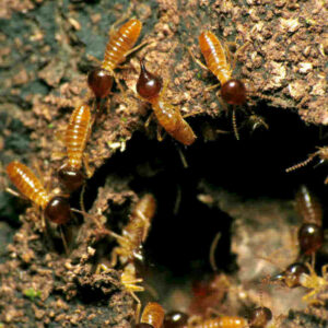 where do swarms of flying ants come from and what is the difference between termites and flying ants