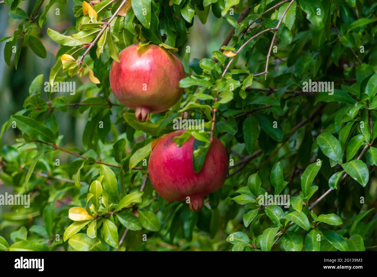 where do the words grenade garnet grenadier pomegranate come from and what do they mean